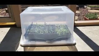 Get Your Seedlings Out Early With This Simple Greenhouse