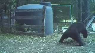 Bear gets hit in the nuts