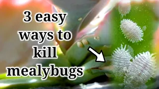 How to remove and kill mealybugs || 3 easy ways you can do at home