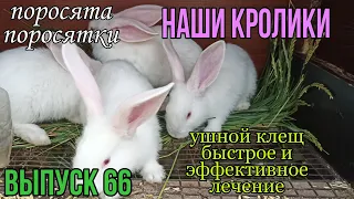 Ушной клещ у кроликов. Быстрое и эффективное лечение.