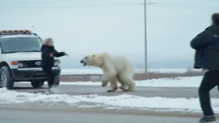 The Fatal Polar Bear Attack on Sarah Christensen