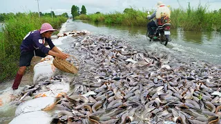 Amazing Catching & Catfish On The national road - Best Fishing in Flooded Season