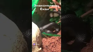 Мексиканская черная королевская змея нигрита по имени Ёкаи 🐍 #змея #змеядома #рептилия