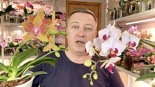 орхидеи БЕЗ УДОБРЕНИЙ 3 года и с редким поливом орхидей