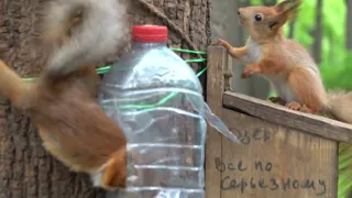 Копия Копии, бельчонок и другие белки / Copy of Copy, a squirrel baby and other squirrels