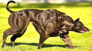 Самая сильная собака с телом как у качка, которую многие считали фотошопом. Удивительная Вэнди.