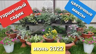 Мой горшечный садик/ Цветочные миксы/ 19 июня 2022 г. Подмосковье