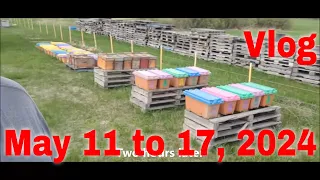 ⏱ Vlog May 11 to 17-That Bee Man