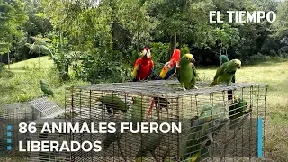 Así fue la liberación de animales a su hábitat natural en el Magdalena Centro | EL TIEMPO