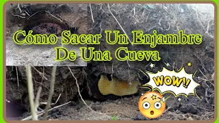 !!! Como Sacar Un Enjambre De Una Cueva !!! #apicultura #abejas #amazing #animals #método