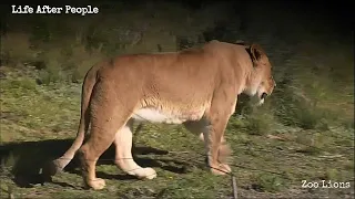 Life After People - Zoo Lions