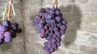 Хороший способ хранения винограда зимой.