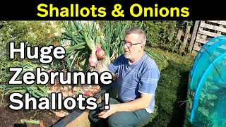 Huge Zebrunne Shallots | Massive Onions | Garlic Plaiting | Green Side Up