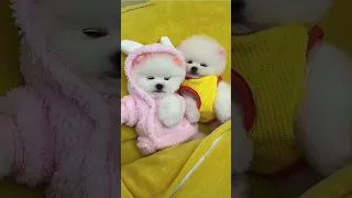 cute baby dogs tik tok video | cute dog funny videos | cute pomeranian dog status #shorts #dog