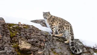 Nail biting video of snow leopard falling off the cliff