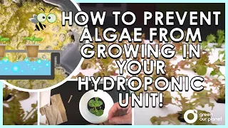 How to Prevent Algae from Growing in your Hydroponic Unit