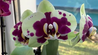 Орхидеи на подоконниках в феврале !🌺🌺🌺🌺🌺