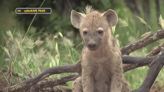 Learn a little more how the hyena hierarchy works