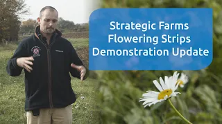 Flowering strips demonstration introduction & results from the Strategic Cereal Farms East & West