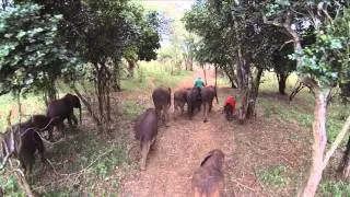 AN EARLY MAY MORNING - NAIROBI NURSERY | Sheldrick Trust