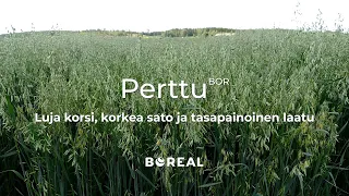 Perttu BOR - Satoisa aikainen kaura