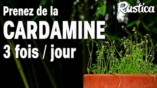 La cressonnette ou cardamine hérissée