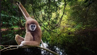 Gibbons Tropical Sounds - 1 Hour Relaxing Nature Sounds of Asia Rainforest