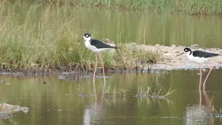 Birds Conservation