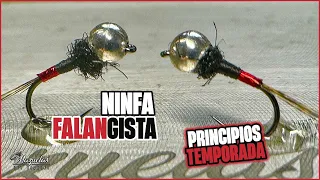 Montaje ninfa falangista EVO.La ninfa del momento 2024