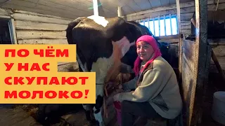 По какой цене у нас скупают молоко. Сколько денег мы плотим за выпас коров. Жизнь в деревне.