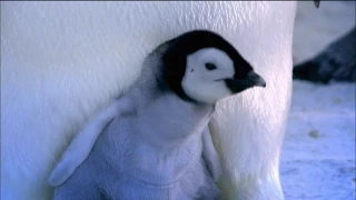 Baby Emperor Penguins Emerge from Their Shells | Nature on PBS