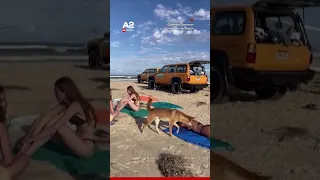 Dingo kafshon plazhisten në Australi, merret masa ekstreme