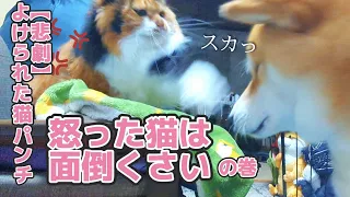 【犬猫アテレコ】悲劇 避けられた猫パンチ