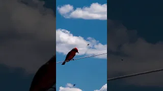 Vermillion Flycatcher taking flight in Southern Arizona