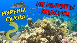 Египет - Шарм-эль-Шейх | DOMINA CORAL BAY | Опасное Красное море | ОБЗОР РИФА | Мурены и скаты!