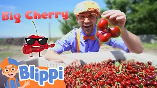 Blippi Visits a Cherry Farm 🍒 | Educational Food Videos For Kids