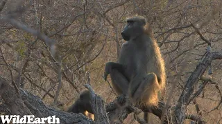 WildEarth - Sunset Safari - 17 September 2023