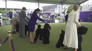 Behind the scenes at the Westminster Kennel Club Dog Show