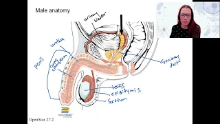 2 3 male anatomy