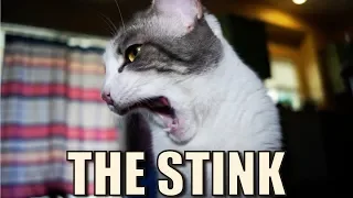 Talking Kitty Cat 62  - The Stink