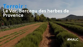 Terroir : le Var, berceau des herbes de Provence