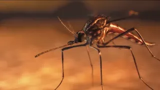 Опасные домашние насекомые