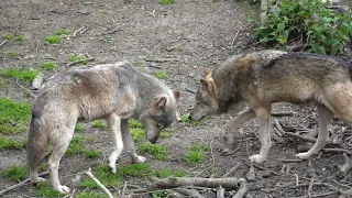 Eurasian Wolves at the wild place project stealing bones from the bear enclosure