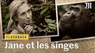 Ce que les singes ont appris à Jane Goodall (et à nous) - #Flashback 6