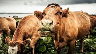 New seaweed diet for livestock could result in a ‘reduction in feed cost’