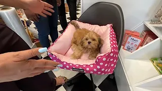 COCO selected his own BED at PET SHOP