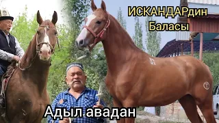 ИСКАНДАРДИН түз Баласы  Таза  Дончак Адыл  авадан