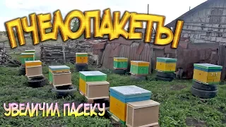 Пчелопакеты. Пересадка в улей. Увеличил пасеку