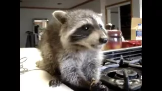 Raccoon eating candy // Енот ест карамель
