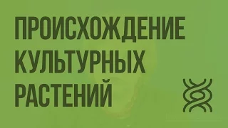 Центры происхождения культурных растений. Видеоурок по биологии 9 класс